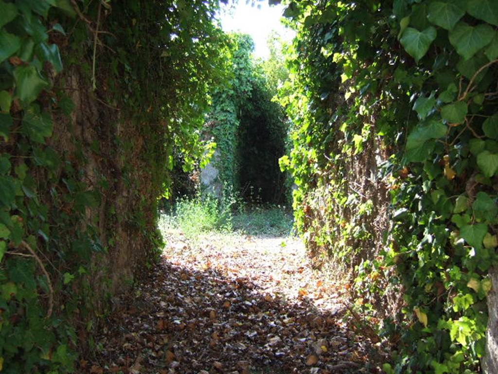 VI.11.16 Pompeii. September 2005. Looking west along overgrown entrance corridor to atrium.
