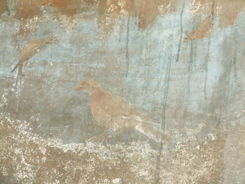 VI.14.20 Pompeii. March 2009. Room 18, painted bird from west wall of garden area.