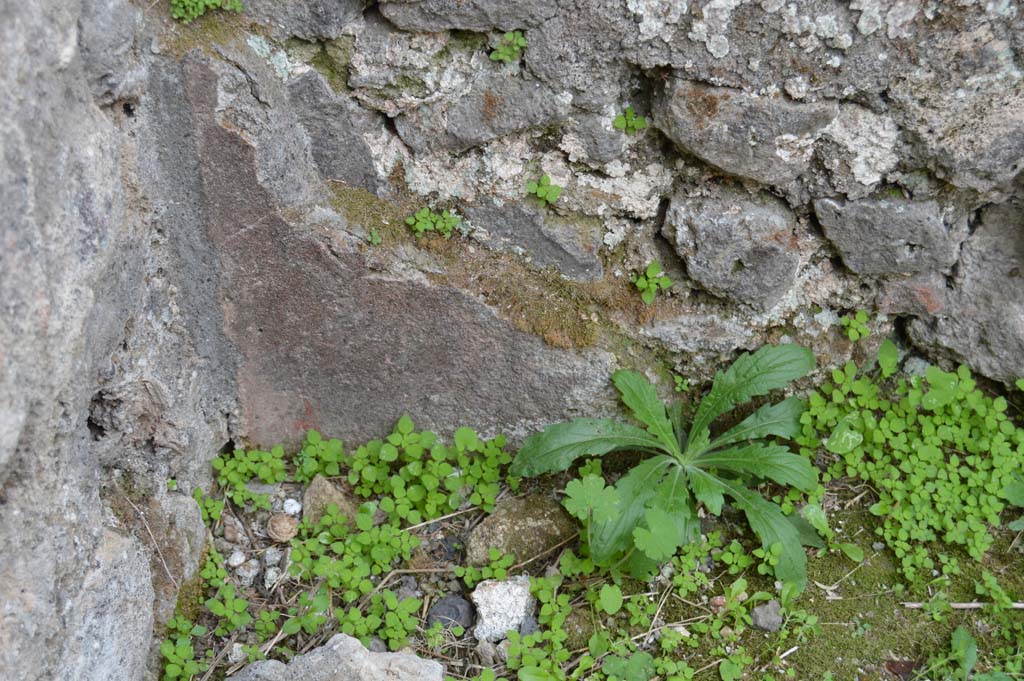 VI.14.36 Pompeii. October 2017. South-west corner of rear of counter, remaining painted plaster.
Foto Taylor Lauritsen, ERC Grant 681269 DÉCOR.