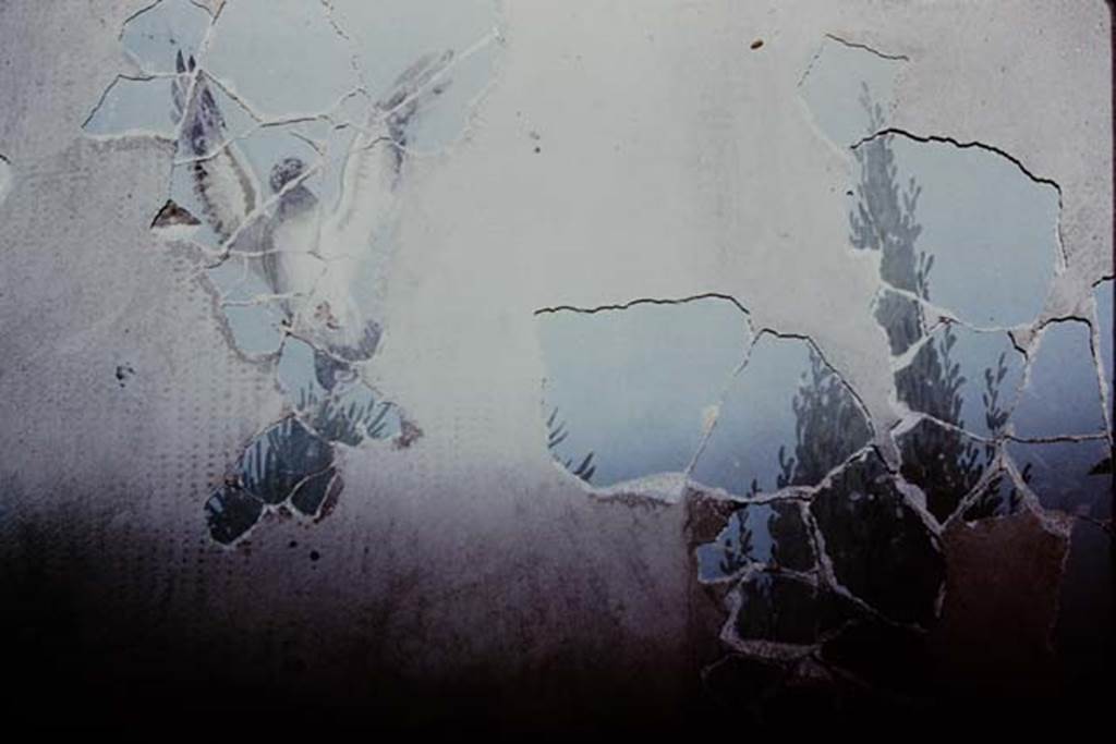 VI.17.42 Pompeii. 1980. Oecus 32. Part of garden fresco from south wall, during its reconstruction. Photo by Stanley A. Jashemski.
Source: The Wilhelmina and Stanley A. Jashemski archive in the University of Maryland Library, Special Collections (See collection page) and made available under the Creative Commons Attribution-Non Commercial License v.4. See Licence and use details. J80f0197