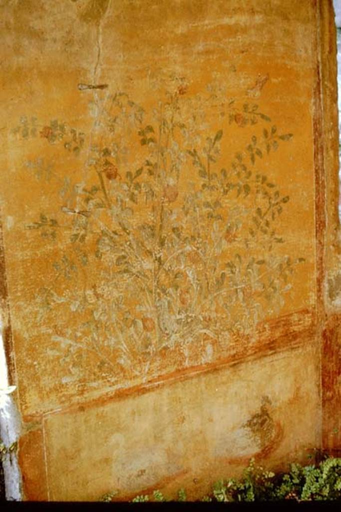 VII.2.25 Pompeii. 1964. North wall on west side of window.  Photo by Stanley A. Jashemski.
Source: The Wilhelmina and Stanley A. Jashemski archive in the University of Maryland Library, Special Collections (See collection page) and made available under the Creative Commons Attribution-Non Commercial License v.4. See Licence and use details.
J64f1324  

