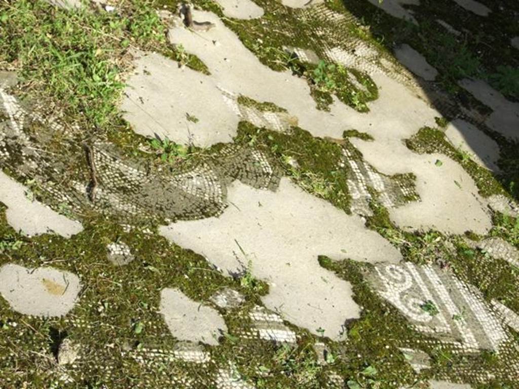 VII.4.31 Pompeii.  March 2009.  Room 31.  Detail of mosaic floor.