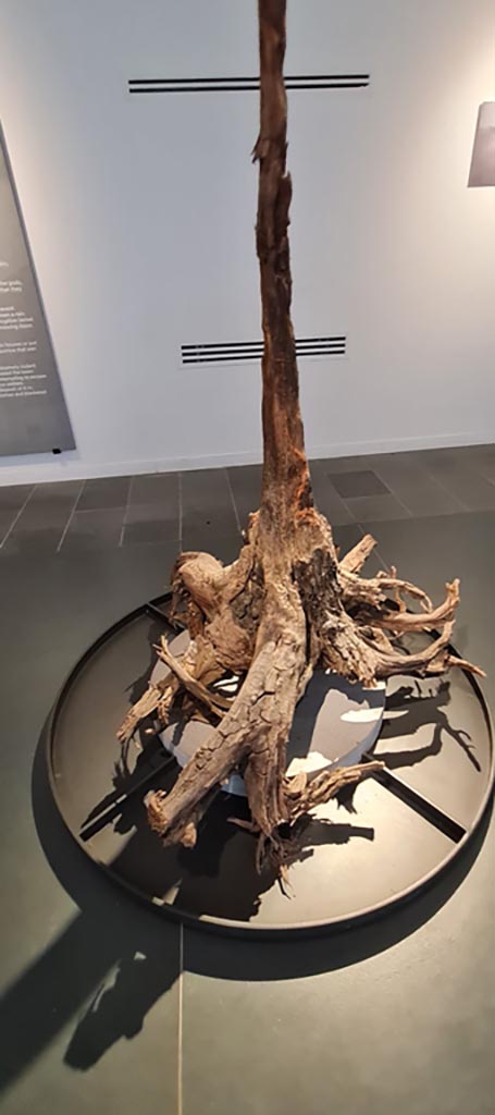 VIII.1.4 Pompeii. April 2022.
Mineralised trunk of charred cypress from along the course of the river Sarno.
Photo courtesy of Giuseppe Ciaramella.

