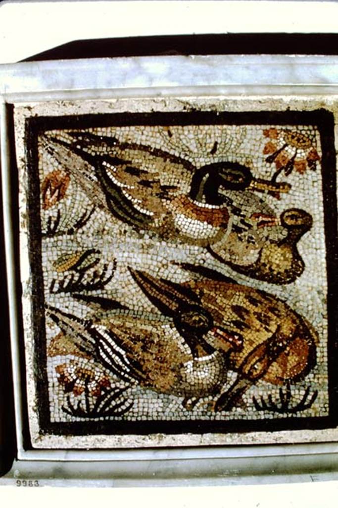 VIII.3.8 Pompeii. 1968. Mosaic of ducks and flowers, found 24th April 1819. Now in Naples Archaeological Museum.  Inventory number 9983.  Photo by Stanley A. Jashemski.
Source: The Wilhelmina and Stanley A. Jashemski archive in the University of Maryland Library, Special Collections (See collection page) and made available under the Creative Commons Attribution-Non Commercial License v.4. See Licence and use details.
J68f1038
