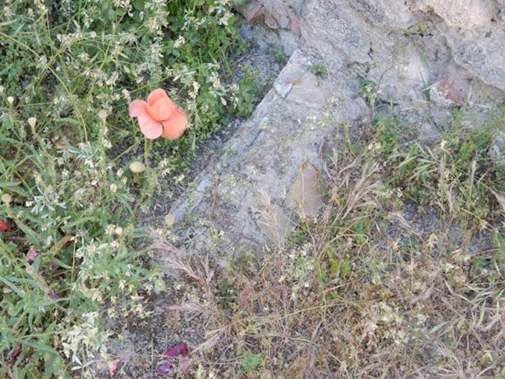 VIII.5.37 Pompeii. May 2017. Detail from north-west corner, perhaps the edge of the gutter around the garden. Photo courtesy of Buzz Ferebee.

