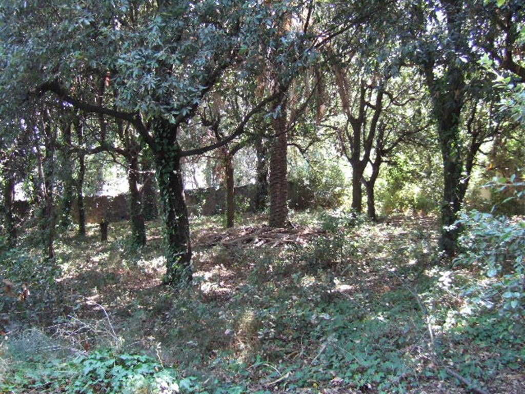 VIII.6.6 Pompeii.  Horticultural plot.  September 2005.  Looking south east.