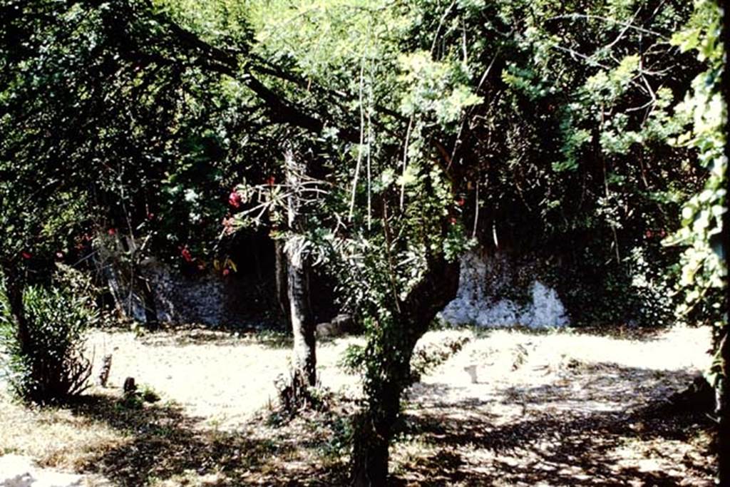VIII.7.6 Pompeii. 1966. Looking west across garden area, with triclinium.  Photo by Stanley A. Jashemski.
Source: The Wilhelmina and Stanley A. Jashemski archive in the University of Maryland Library, Special Collections (See collection page) and made available under the Creative Commons Attribution-Non Commercial License v.4. See Licence and use details.
J66f0187
