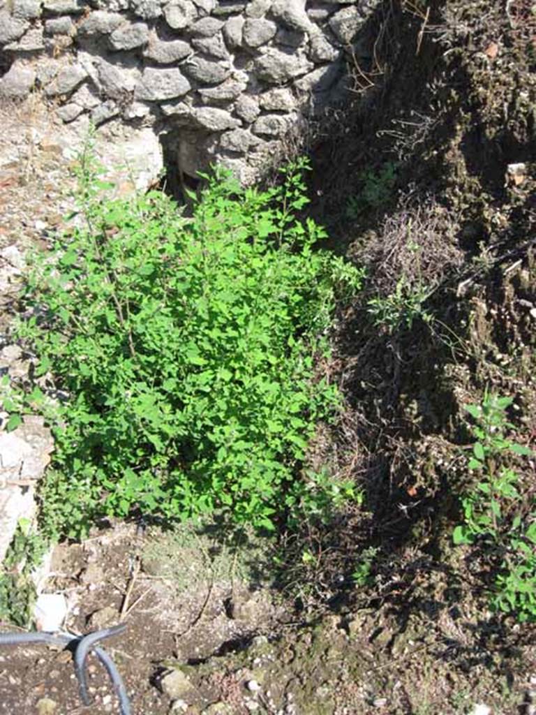 VIII.7.26 Pompeii. September 2010. Detail depression at north-east corner of garden, looking east.
Photo courtesy of Drew Baker.