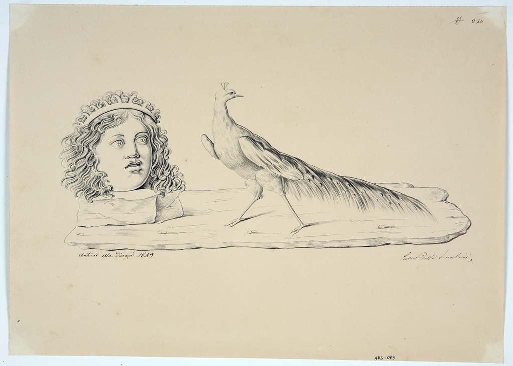 IX.3.5 Pompeii. Drawing by Antonio Ala, 1849, showing the attributes of Hera, a crowned head and a peacock, seen in a painted panel at the west end of the south wall of the stairwell. (Helbig 167).
At the west end of the south wall of the stairwell, there was a similar painted panel showing the attributes of Hercules, a pig, the club, and the head of Hercules. (Helbig 1121).
Now in Naples Archaeological Museum. Inventory number ADS 1089.
Photo © ICCD. http://www.catalogo.beniculturali.it
Utilizzabili alle condizioni della licenza Attribuzione - Non commerciale - Condividi allo stesso modo 2.5 Italia (CC BY-NC-SA 2.5 IT)
See Helbig, W., 1868. Wandgemälde der vom Vesuv verschütteten Städte Campaniens. Leipzig: Breitkopf und Härtel, 167, 1121.