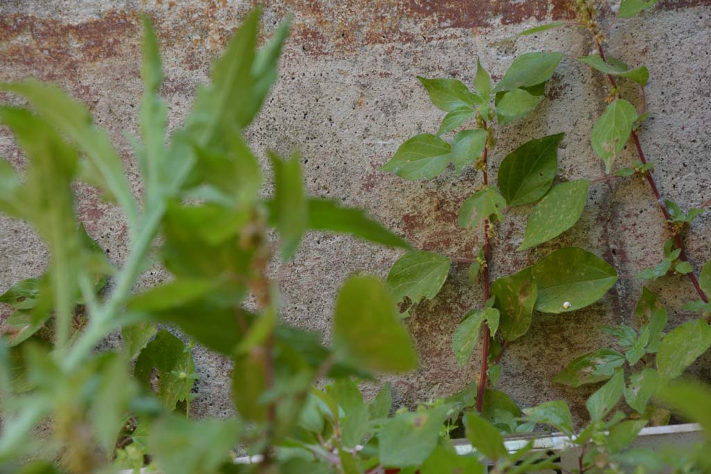 IX.5.6 Pompeii. May 2017. Room s, lower east wall with remains of painted zoccolo.
Foto Christian Beck, ERC Grant 681269 DÉCOR.
