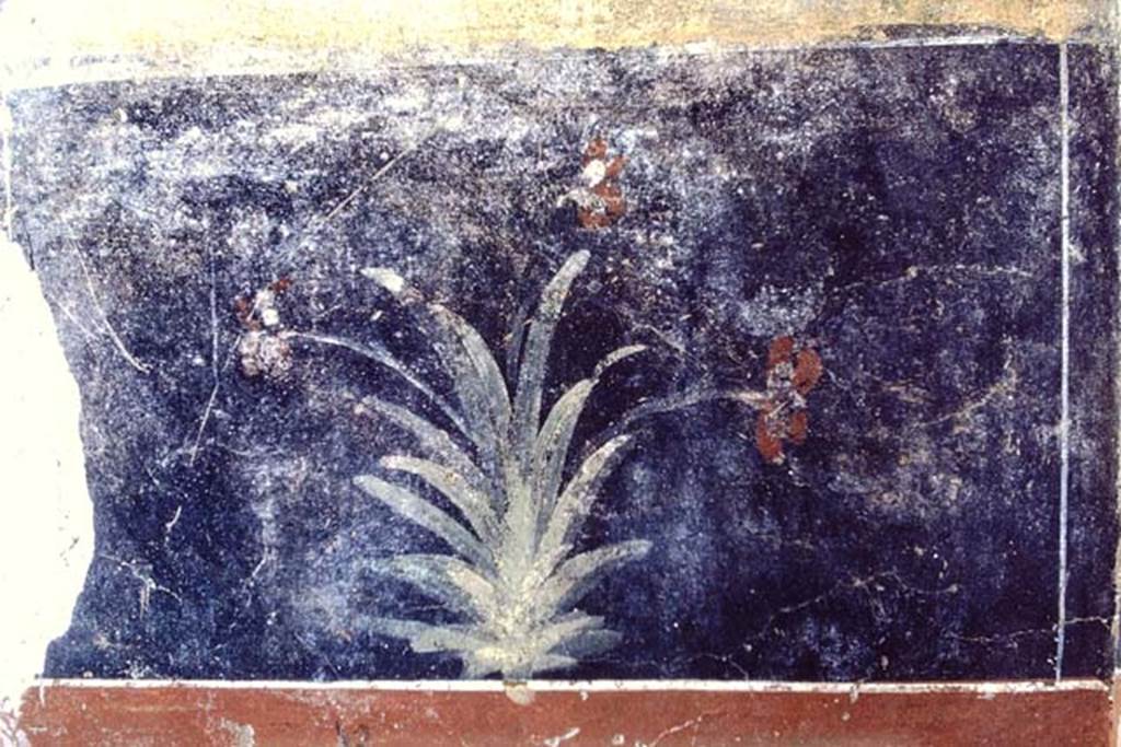 IX.7.20 Pompeii. 1968. Room (i), zoccolo to east of doorway in north-east corner of large triclinium. The lower plinth was red, and the zoccolo was black with painted plants. Photo by Stanley A. Jashemski.
Source: The Wilhelmina and Stanley A. Jashemski archive in the University of Maryland Library, Special Collections (See collection page) and made available under the Creative Commons Attribution-Non Commercial License v.4. See Licence and use details. J68f1530
