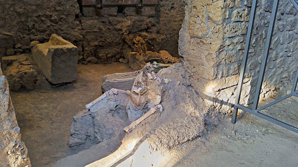 IX.12.8 Pompeii. 2016/2017.
Skeleton of a mule or donkey, lying in the doorway of the stable “n”. Photo courtesy of Giuseppe Ciaramella.
