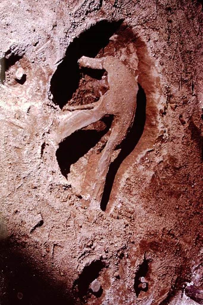 IX.13.1-3 Pompeii, 1973. Filled large and small root cavities. Photo by Stanley A. Jashemski. 
Source: The Wilhelmina and Stanley A. Jashemski archive in the University of Maryland Library, Special Collections (See collection page) and made available under the Creative Commons Attribution-Non Commercial License v.4. See Licence and use details. J73f0635
