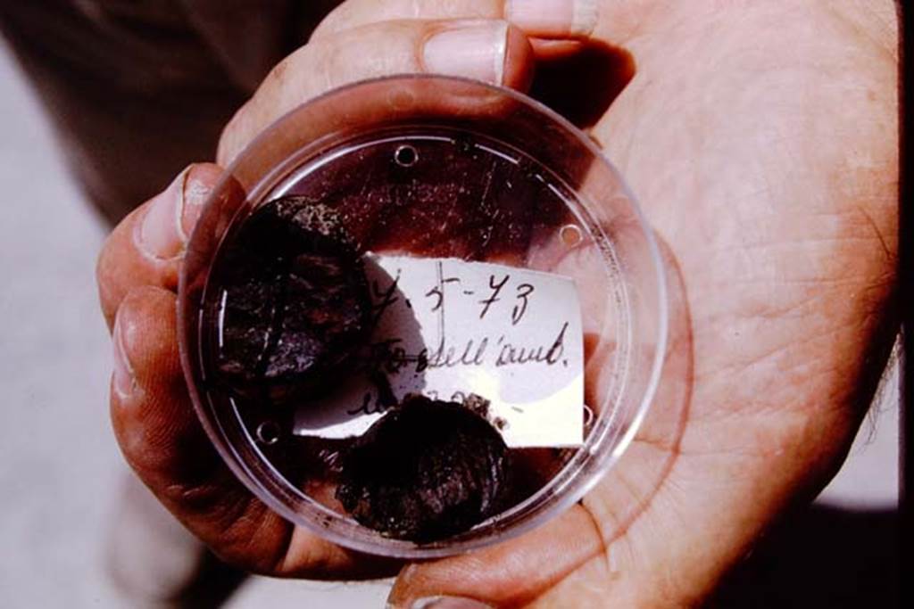 IX.13.1-3 Pompeii, 1973. Pieces of charcoal found in the peristyle. Photo by Stanley A. Jashemski. 
Source: The Wilhelmina and Stanley A. Jashemski archive in the University of Maryland Library, Special Collections (See collection page) and made available under the Creative Commons Attribution-Non Commercial License v.4. See Licence and use details. J73f0386
