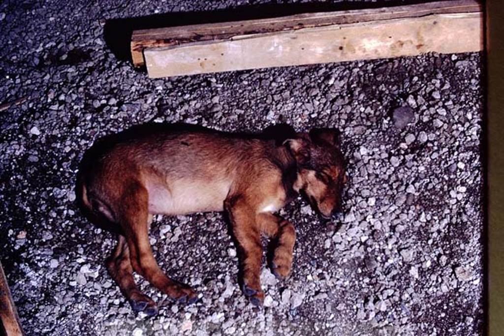 IX.13.1-3 Pompeii. 1972. Nap during work. Photo by Stanley A. Jashemski.
Source: The Wilhelmina and Stanley A. Jashemski archive in the University of Maryland Library, Special Collections (See collection page) and made available under the Creative Commons Attribution-Non Commercial License v.4. See Licence and use details. J72f0453
