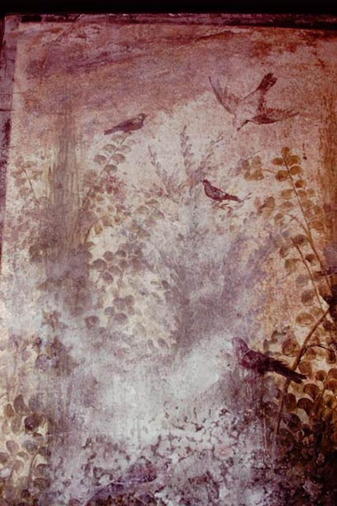 IX.13.1-3 Pompeii, 1978. Room 12, top of painting on west wall.
Photo by Stanley A. Jashemski.
Source: The Wilhelmina and Stanley A. Jashemski archive in the University of Maryland Library, Special Collections (See collection page) and made available under the Creative Commons Attribution-Non Commercial License v.4. See Licence and use details.
J78f0532