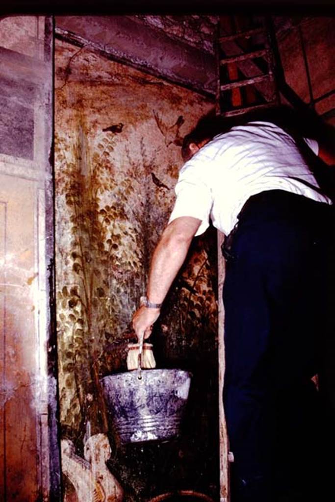IX.13.1-3 Pompeii, 1978. Room 12, custodian carefully cleaning painting to ensure Stanley Jashemski got a good photograph. Photo by Stanley A. Jashemski.
Source: The Wilhelmina and Stanley A. Jashemski archive in the University of Maryland Library, Special Collections (See collection page) and made available under the Creative Commons Attribution-Non Commercial License v.4. See Licence and use details. J78f0538