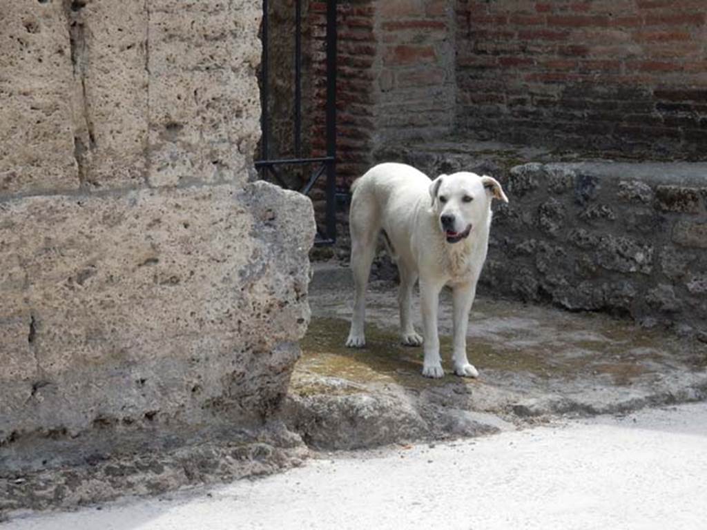 IX.14.2 Pompeii. May 2017. Modern guard-dog in entrance doorway !!! Photo courtesy of Buzz Ferebee.