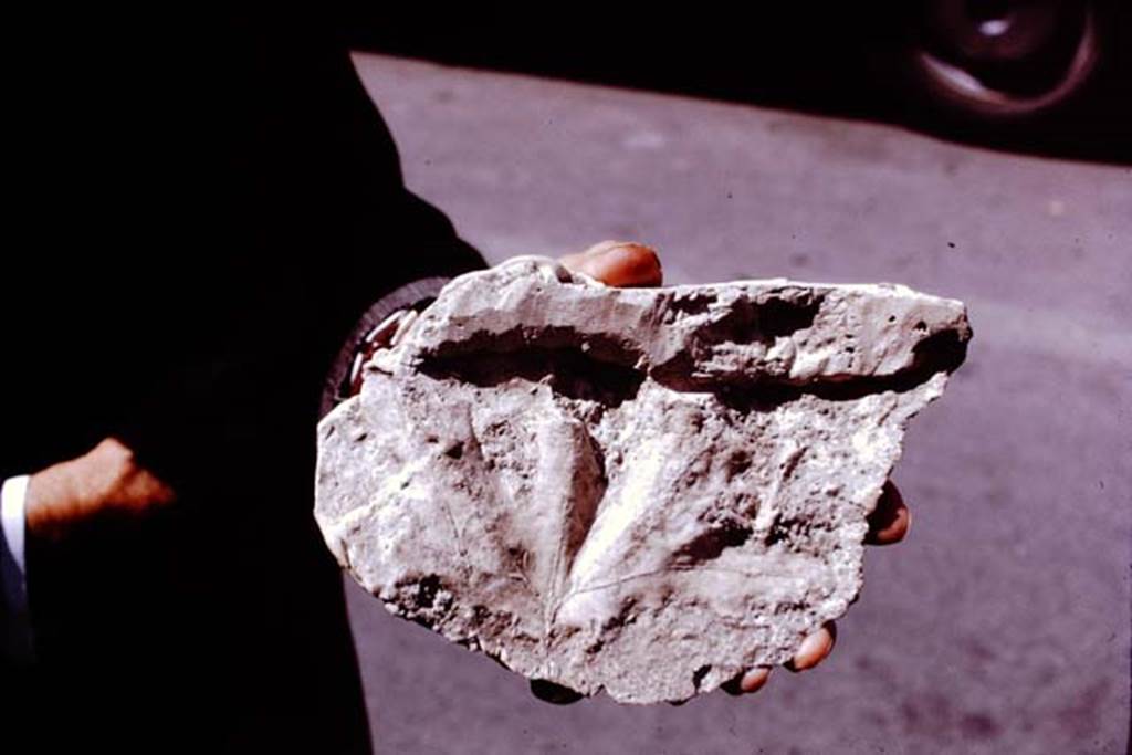 Villa San Marco, 1970. Cast of a leaf of a plane tree, made by Sig. Sicignano of an imprint of the leaf that he had found in the ashes, when he excavated the peristyle at San Marco.
Photo by Stanley A. Jashemski. From Stabia Antiquarium.
Source: The Wilhelmina and Stanley A. Jashemski archive in the University of Maryland Library, Special Collections (See collection page) and made available under the Creative Commons Attribution-Non Commercial License v.4. See Licence and use details.
J70f0621