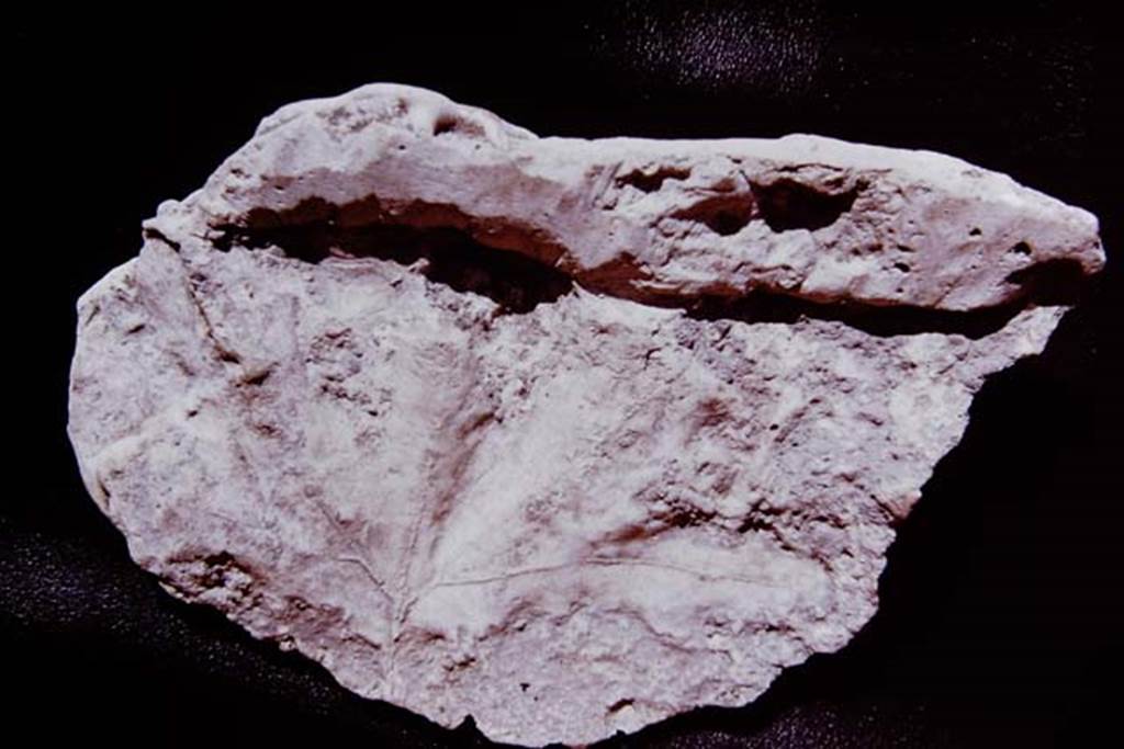 Villa San Marco, 1970. Detail of cast of a leaf of a plane tree, made by Sig. Sicignano of an imprint of the leaf that he had found in the ashes, when he excavated the peristyle at San Marco. Photo by Stanley A. Jashemski. From Stabia Antiquarium.
Pompeii. 1970. Photo by Stanley A. Jashemski.
Source: The Wilhelmina and Stanley A. Jashemski archive in the University of Maryland Library, Special Collections (See collection page) and made available under the Creative Commons Attribution-Non Commercial License v.4. See Licence and use details.
J70f0622