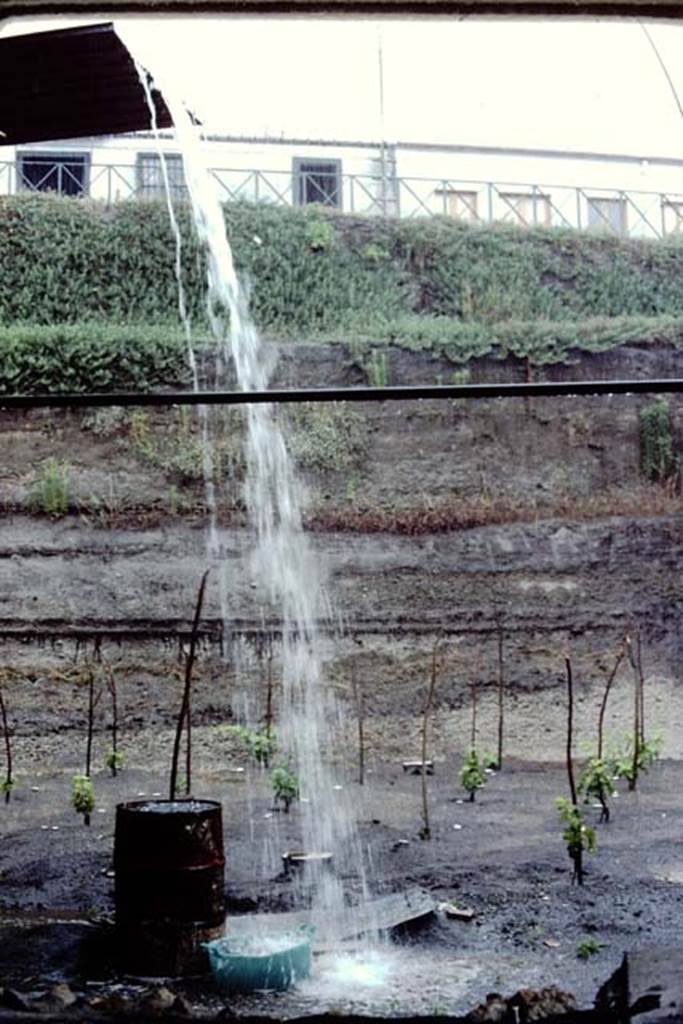 Villa Regina, Boscoreale. 1983. Watering the new vines !   
Source: The Wilhelmina and Stanley A. Jashemski archive in the University of Maryland Library, Special Collections (See collection page) and made available under the Creative Commons Attribution-Non Commercial License v.4. See Licence and use details. J80f0622
According to Wilhelmina:
One day in late June a severe thunderstorm began before lunch and continued for several hours. While sheltering in the villa building, it was evident why the roadway from the entrance sloped downwards, otherwise the water would have poured through the front door of the villa where we were taking shelter. We were very concerned about the rainstorm, as we had just found the most interesting soil contours which could have been destroyed by the rain. We had found a small vegetable garden with a cistern in the middle to provide the necessary water. The garden was laid out in small beds, separated by irrigation channels which also served as paths.
