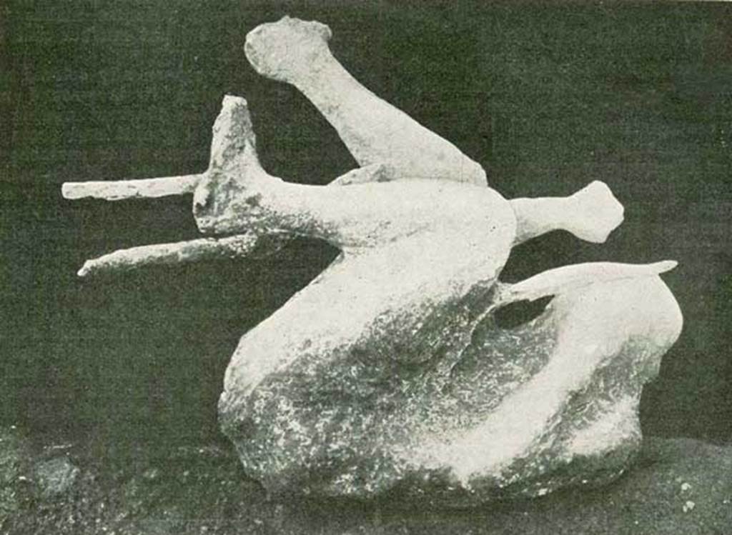 NGG Pompeii. 1912 photo of a cast made in 1911 of a man found holding a tree branch.
It is presumed the victim was climbing the tree to try to escape his fate.
The body was found 15.5m from the south-east corner of the enclosure on the side of the schola tomb.
See Notizie degli Scavi di Antichità, 1911, p. 459-460, fig. 2.
Photo courtesy of Rick Bauer.