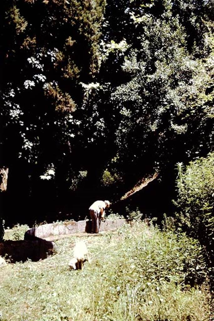 SGG Pompeii. 1961. Looking east towards entrance to enclosure, on left. Photo by Stanley A. Jashemski.
Source: The Wilhelmina and Stanley A. Jashemski archive in the University of Maryland Library, Special Collections (See collection page) and made available under the Creative Commons Attribution-Non Commercial License v.4. See Licence and use details.
J61f0748