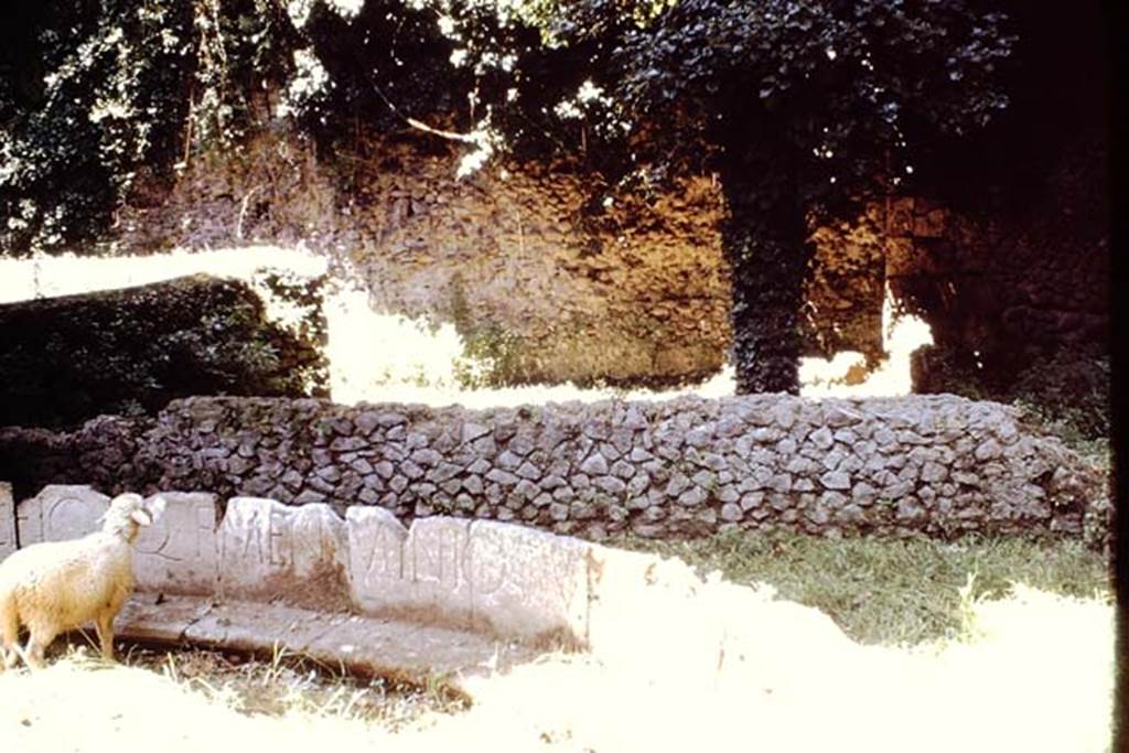 SGG Pompeii. 1961. Looking east to enclosure SGG at rear of SGF. Photo by Stanley A. Jashemski.
Source: The Wilhelmina and Stanley A. Jashemski archive in the University of Maryland Library, Special Collections (See collection page) and made available under the Creative Commons Attribution-Non Commercial License v.4. See Licence and use details.
J61f0755