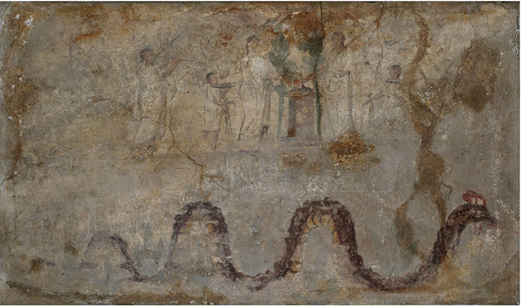 Boscoreale, Villa Rustica in proprietà Cirillo. Lararium with sacrificial scene and serpent, found in the north wing of Portico B.
Now in Field Museum Chicago, inventory number 24658.
Photograph John Weinstein © Field Museum of Natural History - CC BY-NC.
According to Cou –
“In the centre of the lararium painting is an altar of dark red marble, with a moulded base and wide cornice, on the upper surface a red fire burns with a whitish smoke.
Close to the altar on either side is a small green tree.
On the right of the altar is a tall figure clad in a toga, extending his right hand over the fire. On his short dark brown hair there are traces of a green wreath.
Next to him on the right is a boy, turned slightly to the left, wearing a whitish tunic extending as far as the knees.
In his left hand, but hardly visible due to repairs, he held a dark brown platter, on which is an unrecognisable substance.
He also had short dark brown hair, with traces of a green wreath.
On the extreme right there are slight remains of a larger figure, doubtless male, walking to left.
On the left of the altar stands a figure with wide hips and of stature somewhat inferior to that of the man opposite. 
It is clad in a whitish upper garment and what seems to be a yellowish under-garment or tunic. The brown feet are turned to the right, and it cannot be seen if they are shod. The left hand is extended over the altar. The head, which is partly turned to the left, is crowned with rather plentiful dark brown hair. There are very faint traces of a green wreath. The face is considerably lighter coloured than that of the man. Wide brown lines are used to indicate contours as well as the folds of the upper garment. The figure doubtless represents a woman.
Close to her on the left is a boy wearing a tunic which reaches about to the knees. The legs below the garment are sketchily drawn and poorly preserved, and the feet are scarcely distinguishable. The left arm supports a large dark brown platter on which there are some objects of uncertain character, chiefly of brownish colour. 
About the boy's dark brown hair there are traces of a green wreath. His face, which is almost in profile, is similar in colour to that of the woman. Eye, nose and mouth are still visible.
On the left of this figure there follows, after a certain interspace, a youth who is playing the double flutes. 
He is clad in a single whitish garment which reaches from the neck to the ankle. The pipes on which he is playing are dark brown in colour. 
The musician's rather long head is covered with scanty brown hair, about which there are traces of a wide green wreath. 
He has a slanting forehead, thick lips and a retreating chin. Eye, nose and mouth are preserved.

The lower part of the painting shows a large crested serpent moving to the right.
His back is brownish-red. His underside is yellow with dark red stripes as far as the neck, which with the greater part of the head is brownish-red.
The crest, with the exception of two large white spots, is of a bright red colour.
From the mouth which is slightly open, the bright red tongue darts obliquely downwards.
Above and below the serpent there are traces of a large green plant, in shape something like a fleur-de-lis.

Height, m. 0.65 ( = 2 ft. 1.59 in.). Width, m. 1.118 (=3 ft. 8.01 in.).
Restoration of plaster in corners and on right side, especially between main scene and serpent. 
There are cracks in every part, particularly around the edges.
The background is now mostly of a whitish colour, streaked and blotched in many places, especially in the upper part, to yellow and brown. 
The garments are of substantially the same colour as the background, but are distinguished from it by their outlines. 
Nearly all the lower part and most of the right end after the camillus form a large corner of somewhat darker color (except where restored), as though
smoked.”
See Cou, H.F., 1912. Antiquities from Boscoreale in the Field Museum of Natural History, Chicago. P. 171-3, Plate CXXIII.
