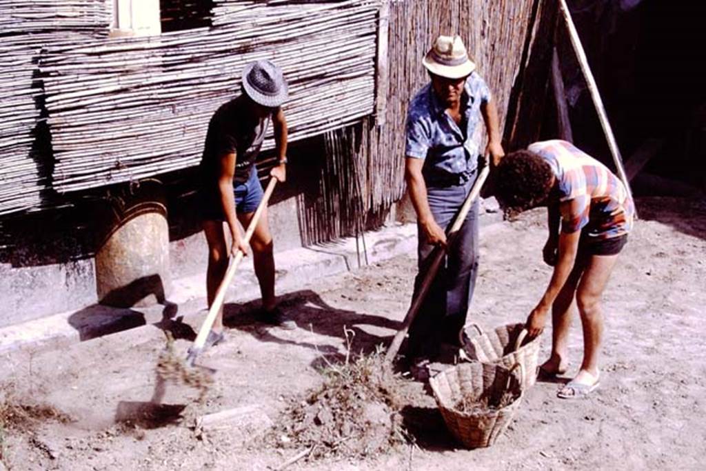 Oplontis, 1975. Room 20, Cleaning the area of the enclosed garden, searching for signs of root cavities. Photo by Stanley A. Jashemski.   
Source: The Wilhelmina and Stanley A. Jashemski archive in the University of Maryland Library, Special Collections (See collection page) and made available under the Creative Commons Attribution-Non Commercial License v.4. See Licence and use details. J75f0052
