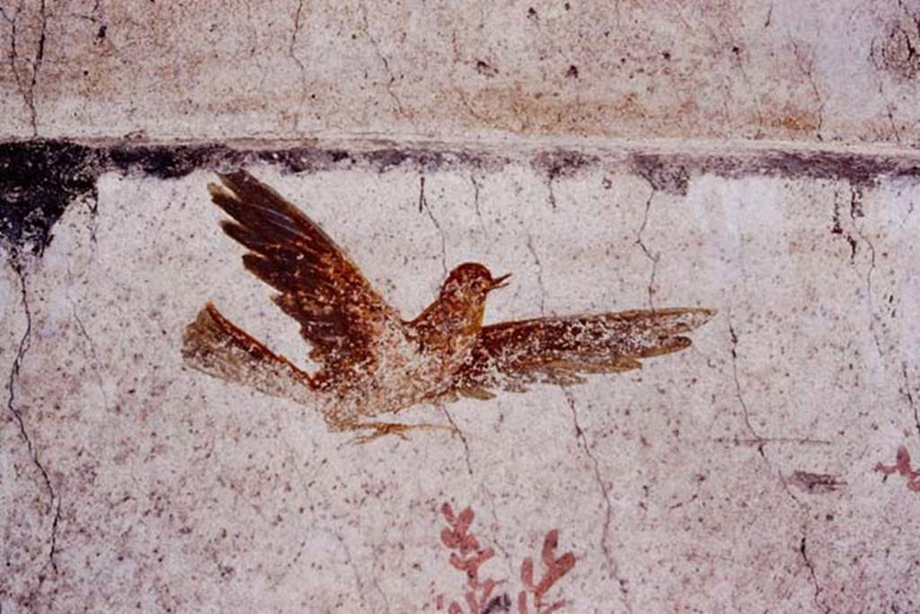 Oplontis, c.1977.  Room 78, detail of one of the birds flying above the peacock. Photo by Stanley A. Jashemski.   
Source: The Wilhelmina and Stanley A. Jashemski archive in the University of Maryland Library, Special Collections (See collection page) and made available under the Creative Commons Attribution-Non Commercial License v.4. See Licence and use details. Oplo0024
