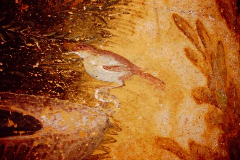 Oplontis, 1983 or 1984. Room 87, detail from north wall of bird on fountain.
Source: The Wilhelmina and Stanley A. Jashemski archive in the University of Maryland Library, Special Collections (See collection page) and made available under the Creative Commons Attribution-Non Commercial License v.4. See Licence and use details. Oplo0065
