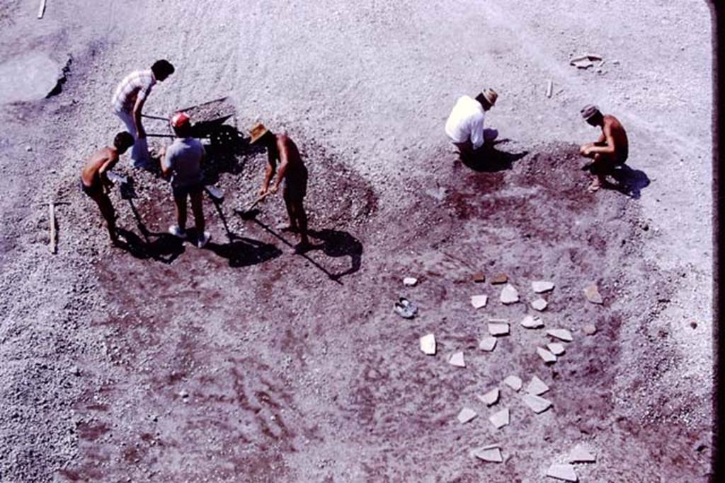 Oplontis, 1977. Root-cavities covered by stones/slabs at north end of north garden. Photo by Stanley A. Jashemski.   
Source: The Wilhelmina and Stanley A. Jashemski archive in the University of Maryland Library, Special Collections (See collection page) and made available under the Creative Commons Attribution-Non Commercial License v.4. See Licence and use details. J77f0180
According to Wilhelmina  In addition to the large group of cavities at the east corner of the east portico, and the one farther east near to where we had found the portrait head, this summer we found to the north, a third group of much better preserved root cavities. Upon closer examination, they appeared to be the cavities of a dense thicket of twenty to twenty-five oleanders, between seventy to one hundred years old.
See Jashemski, W.F., 2014. Discovering the Gardens of Pompeii: Memoirs of a Garden Archaeologist, (p.254)

