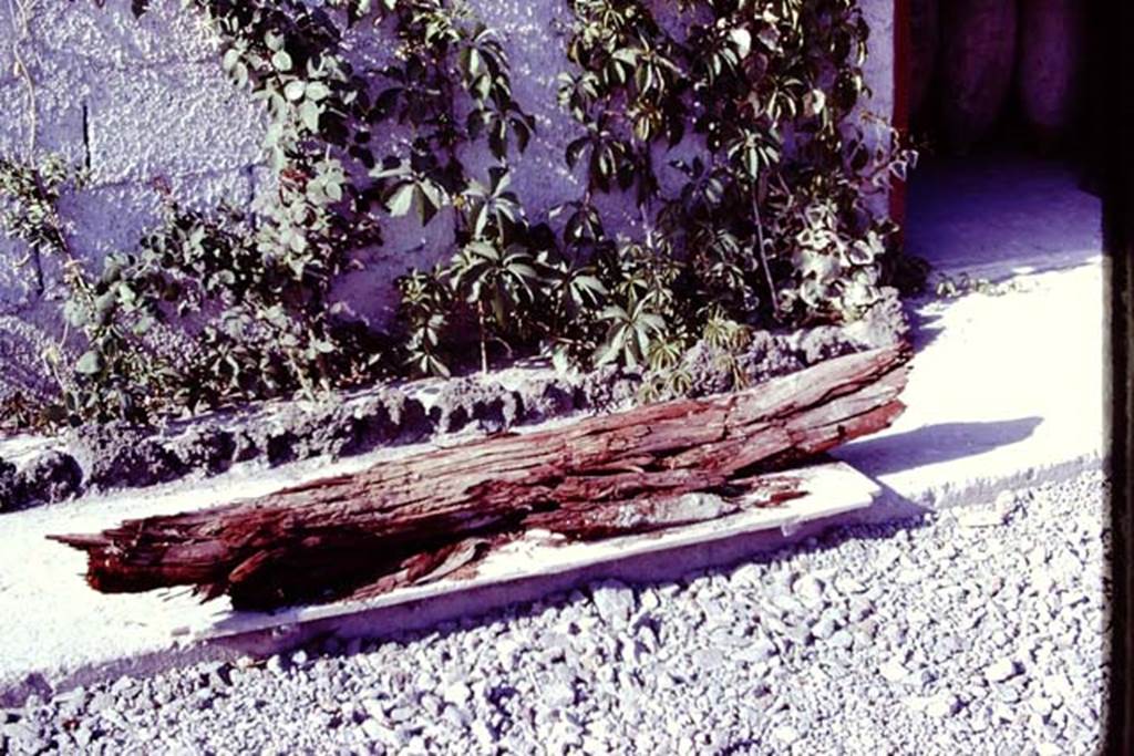 Oplontis. 1977. Branch of tree discovered in the lapilli. Photo by Stanley A. Jashemski.   
Source: The Wilhelmina and Stanley A. Jashemski archive in the University of Maryland Library, Special Collections (See collection page) and made available under the Creative Commons Attribution-Non Commercial License v.4. See Licence and use details. J77f0400
According to Wilhelmina: Most spectacular was the large branch (about six feet long) of a tree found in the volcanic fill, at a height of about eight feet, at the north edge of our excavations. It had the appearance of fresh wood, and hopefully could be easily identified, but it was found that the cellular structure had been almost entirely destroyed. Fortunately a few cells were preserved, and it was discovered the large tree was an olive.  The cavities left by the spreading branches of the huge tree, which grew in the still unexcavated part of the garden (as well as the branches of other large trees, which may have been part of a row of olives) could be seen in the volcanic fill.
See Jashemski, W.F., 2014. Discovering the Gardens of Pompeii: Memoirs of a Garden Archaeologist, (p.255)

