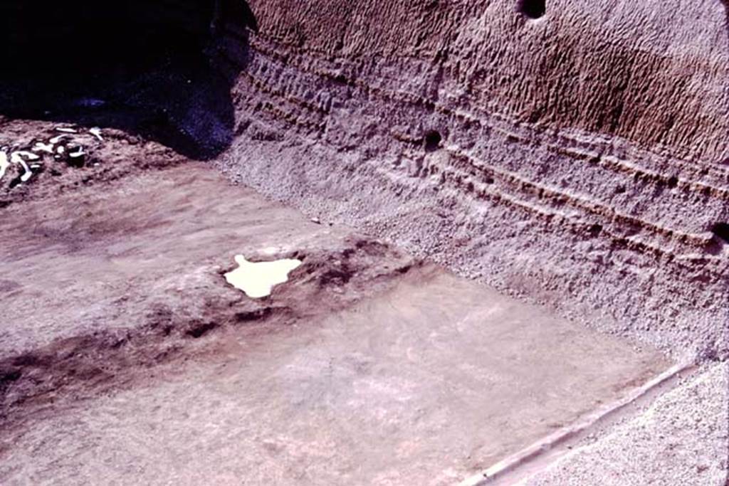 Oplontis, 1977. North garden, looking west along north side near unexcavated. 
The large clump of cavities, probably small trees or shrubs, possibly oleanders, can be seen on the left. In the centre is the filled white painted root cavity of the fifth large tree. Photo by Stanley A. Jashemski.   
Source: The Wilhelmina and Stanley A. Jashemski archive in the University of Maryland Library, Special Collections (See collection page) and made available under the Creative Commons Attribution-Non Commercial License v.4. See Licence and use details. J77f0431
