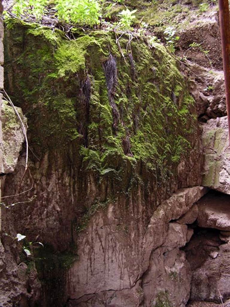 Oplontis, Villa of Lucius Crassius Tertius. March 2005. Unexcavated area.
Photo courtesy of Massimo Gravili.
