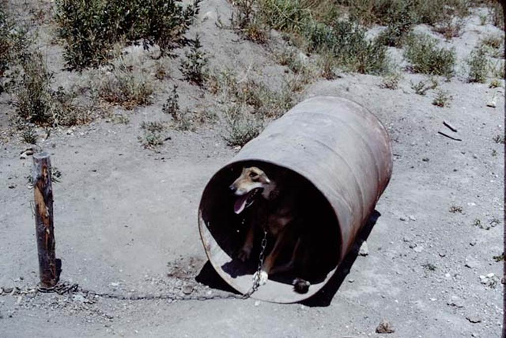 Oplontis, Villa of Lucius Crassius Tertius. 1975. Photo by Stanley A. Jashemski.
Source: The Wilhelmina and Stanley A. Jashemski archive in the University of Maryland Library, Special Collections (See collection page) and made available under the Creative Commons Attribution-Non Commercial License v.4. See Licence and use details.
J75f0422