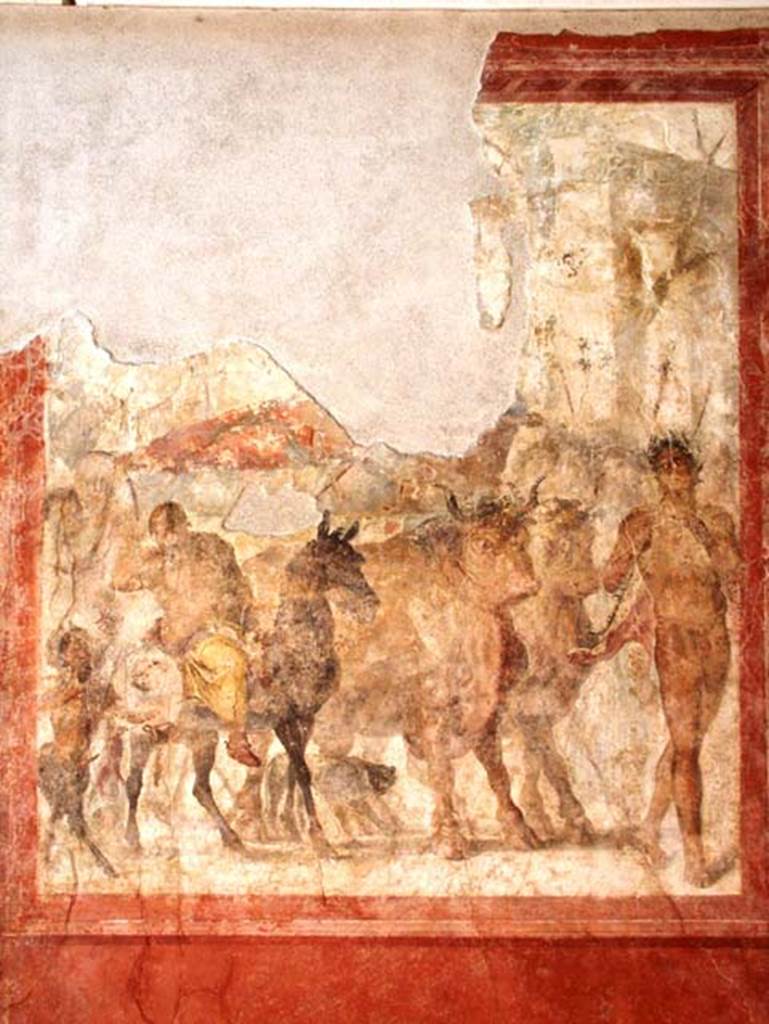 Gragnano, Villa rustica in Località Carmiano, Villa A. Triclinium 1, south wall. 
Central fresco of Triumph of Dionysus on a chariot pulled by two bulls. 
According to Croisille, this depicts the Triumph of Bacchus but the upper part is severely degraded and you cannot see the god who is on a chariot pulled by two oxen. He is accompanied by his usual train: 
Left, is the big Silenus, whose paunch is spread on the back of his donkey; a little ithyphallic faun, with a mocking air; 
Right, a naked young man with a dance in his step guides the harness, 
In the background, one discerns figures half lost now (probably maenads) 
A panther sneaks between the heavy hooves of the oxen. 
See Croisille J. M., 1966. Les Fouilles archéologiques de Castellammare: Latomus XXV, 1966, pp. 252, Pl. VIII fig. 12.
According to Bonifacio, this represents the Triumph of Dionysus on a chariot pulled by two bulls preceded by a naked satyr playing a pan flute.
See Bonifacio G., 2004. In Stabiano: Exploring the Ancient Seaside Villas of the Roman Elite. Castellamare: Nicola Longobardi, p. 71.
