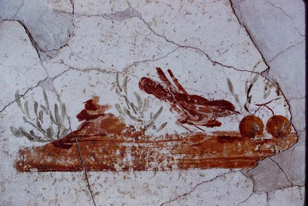 Stabiae, Villa Arianna, 1968. Painting of small bird. Photo by Stanley A. Jashemski.
Source: The Wilhelmina and Stanley A. Jashemski archive in the University of Maryland Library, Special Collections (See collection page) and made available under the Creative Commons Attribution-Non Commercial License v.4. See Licence and use details.
J68f1952
This painting was from a collapse between rooms G and H.
SAP inventory number 63745.
See Otium Ludens, curated by Guzzo, P, Bonifacio, G, and Sodo, A.M. (2007). Castellammare di Stabia: Nicola Longobardi, p. 146.