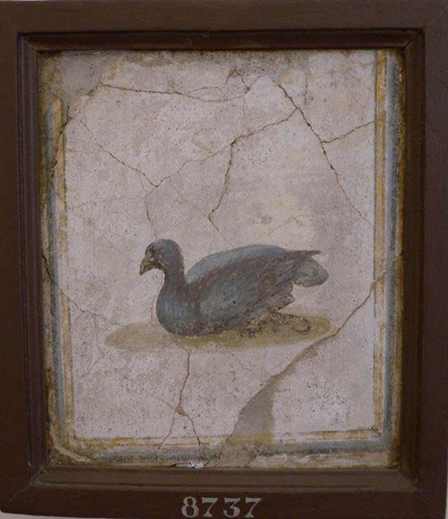 Stabiae, Villa Arianna, found 29th July 1758. Room W.15. Painting of bird.
Now in Naples Archaeological Museum. Inventory number 8737.
See Pagano, M. and Prisciandaro, R., 2006. Studio sulle provenienze degli oggetti rinvenuti negli scavi borbonici del regno di Napoli.  Naples: Nicola Longobardi, p. 242. 
See Sampaolo V. and Bragantini I., Eds, 2009. La Pittura Pompeiana. Electa: Verona, p. 491.
